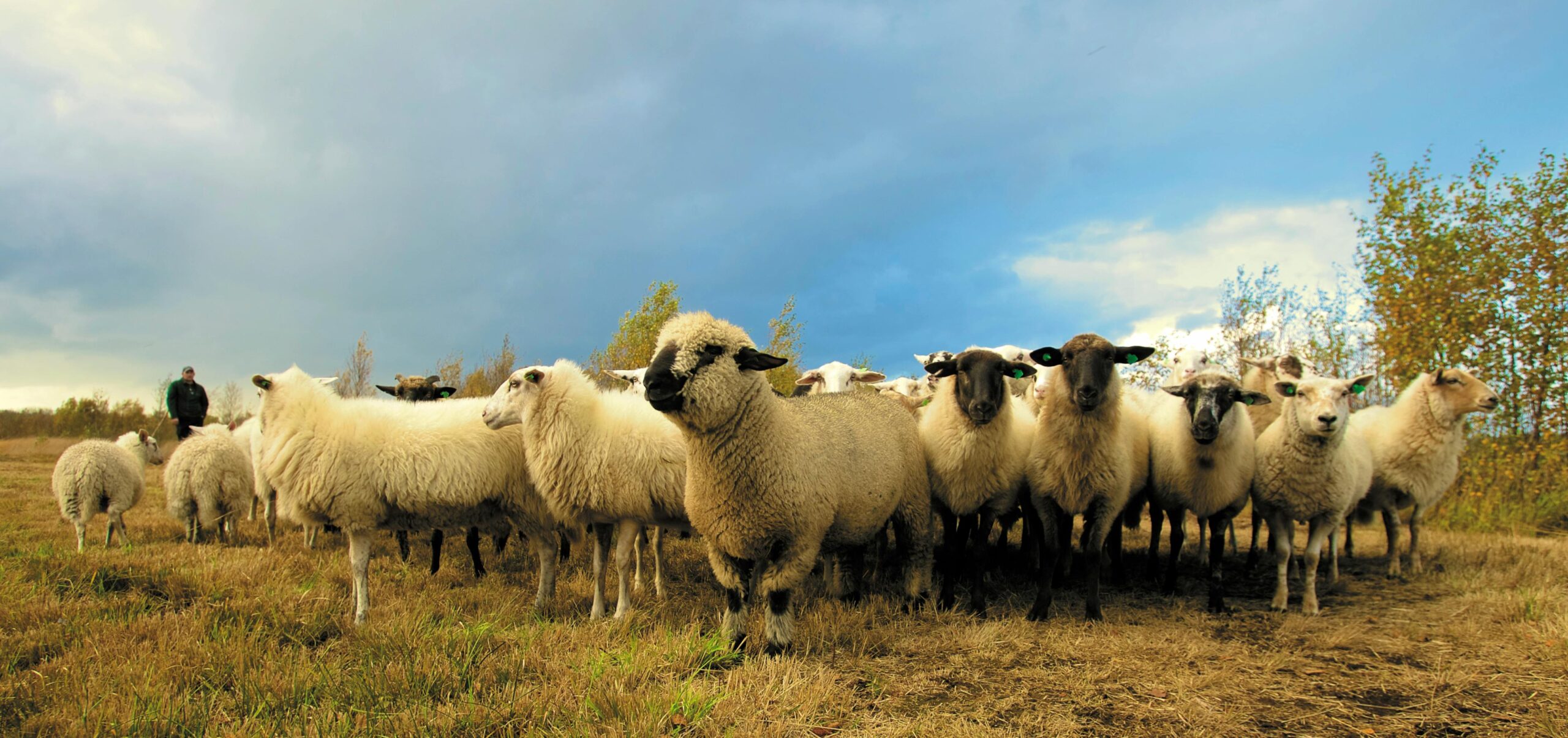 Sesgo de manada (Herd Mentality)
